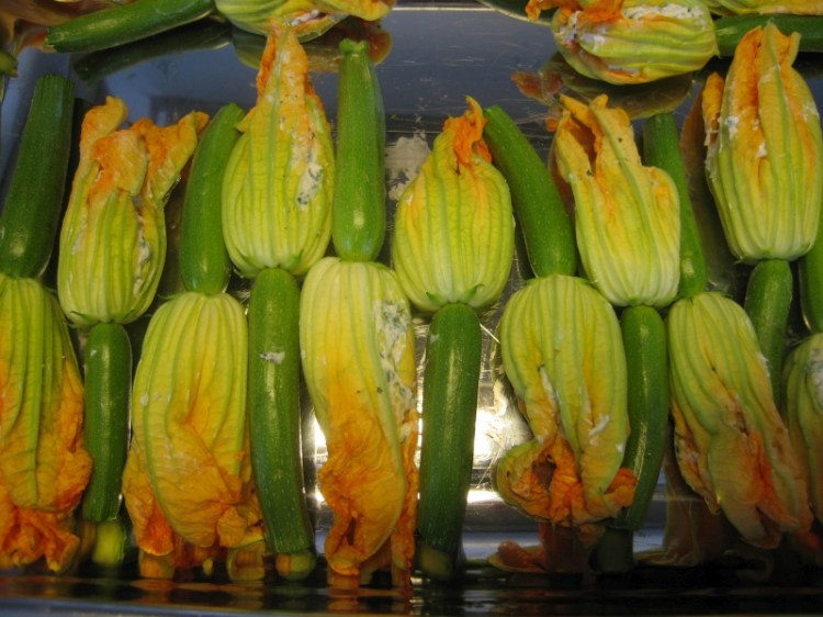 Zucchiniblüten, gefüllt, in Warteposition 