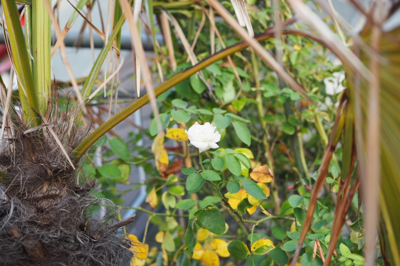 The Rose of Summer in Autumn