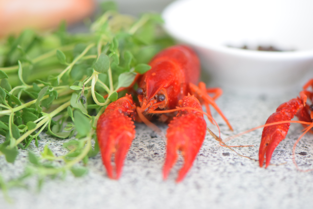 Seezungenfilet mit Sauce Nantua und Spinat (2)