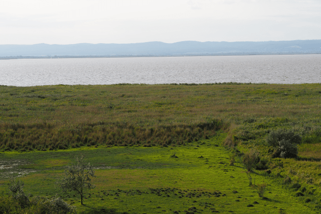 NeusiedlerSee von Illimitz aus