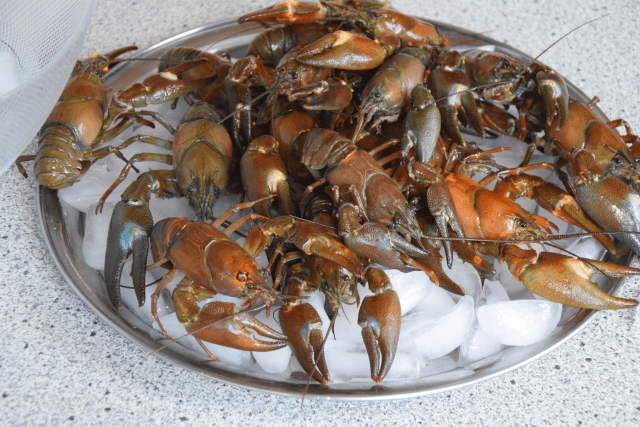 Seezunge mit Flusskrebsen und Sauce Nantua (2)