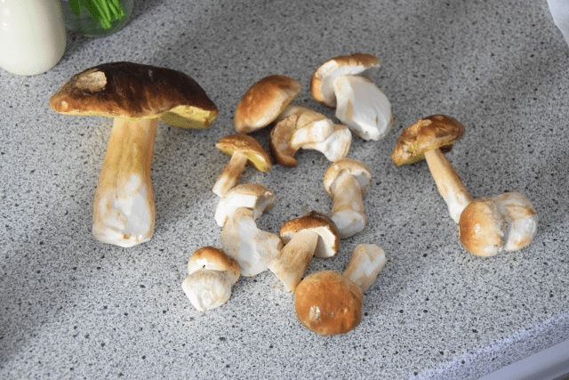 Reh und Steinpilz (2)