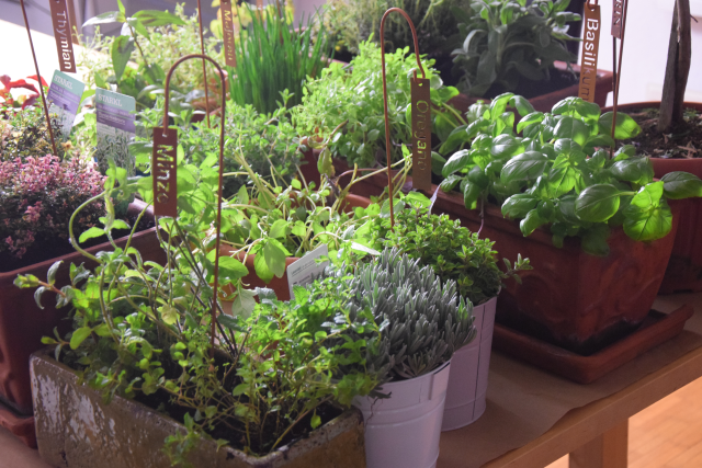 Gmundner Krautknödel (8)