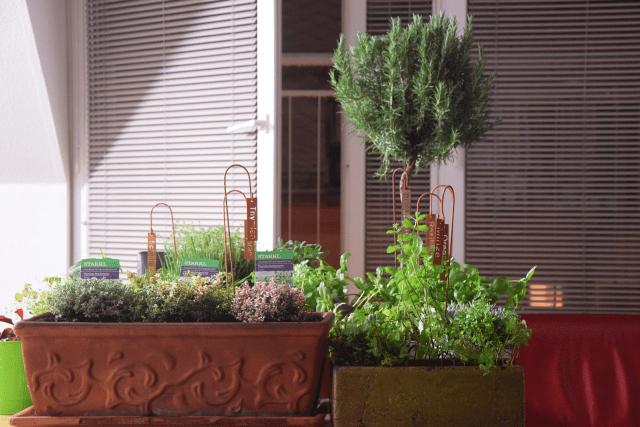 Gmundner Krautknödel (9)