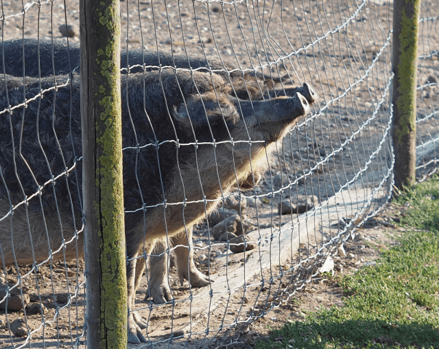 Mangalitza-Blutwurst und -Leberwurst, kolbász (12)