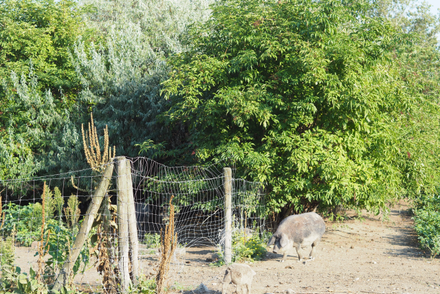Mangalitza-Blutwurst und -Leberwurst, kolbász (13)