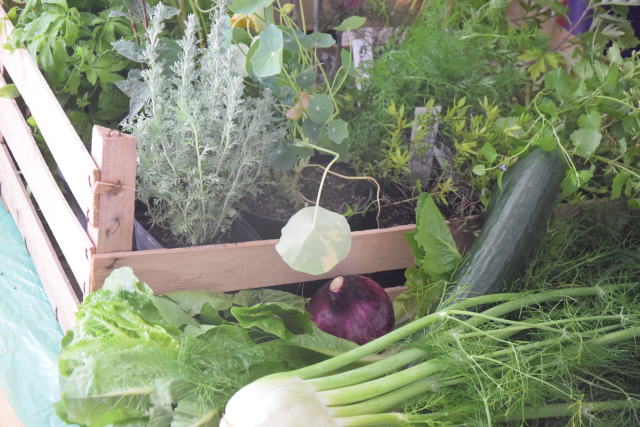 Konfierte Dicke Rippe und noch viel mehr (3)