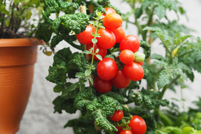 Gemüse-Carabineros mit Pluma (3)