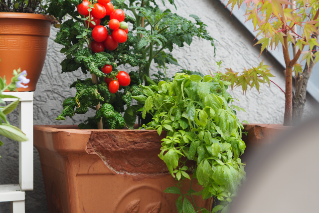 Gemüse-Carabineros mit Pluma (4)