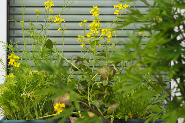 Gemüse-Carabineros mit Pluma (5)