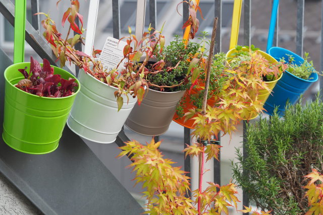 Gemüse-Carabineros mit Pluma (6)