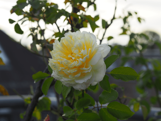 Zander Paprikasauce Rieslingschaum (5)