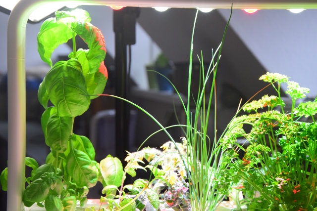 Hähnchen mit Ratatouille (1)