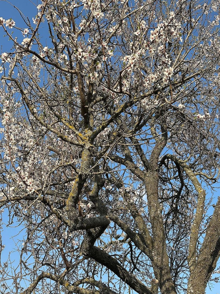 Die Kirschblüte im&nbsp;Burgenland