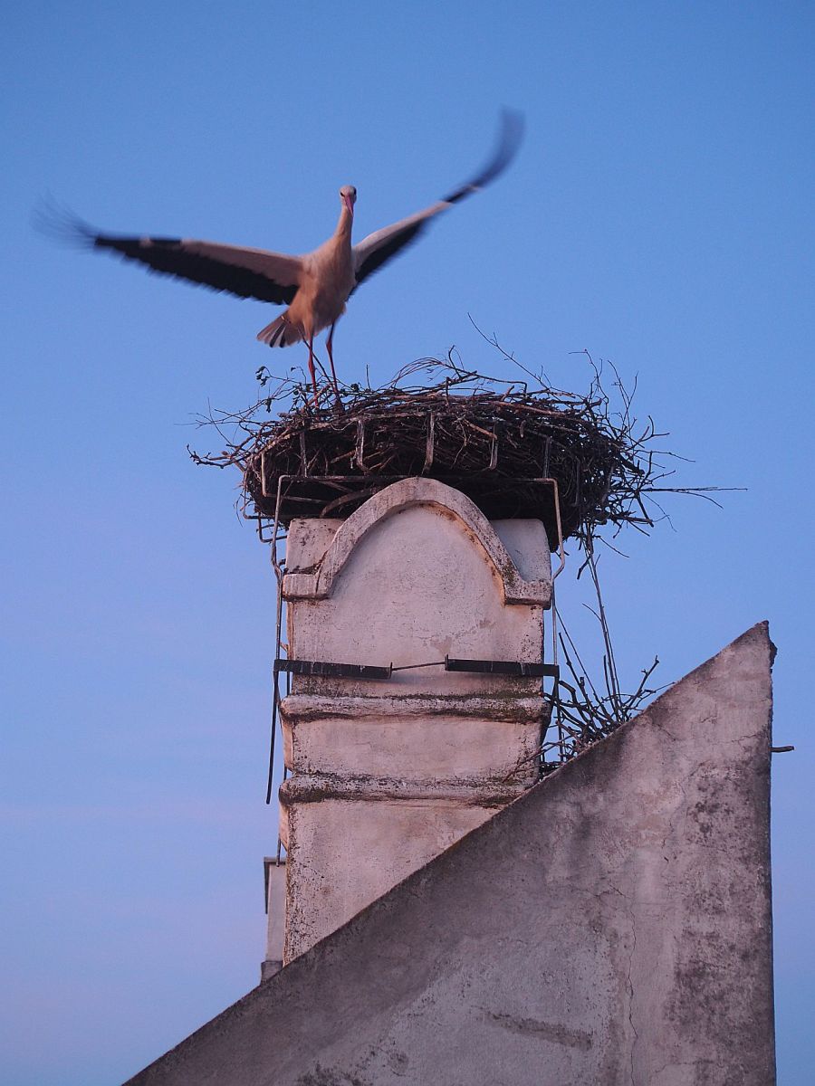 Ruster Weinschätze 2026